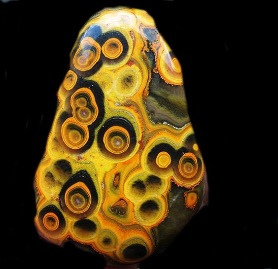 Bumblebee Jasper