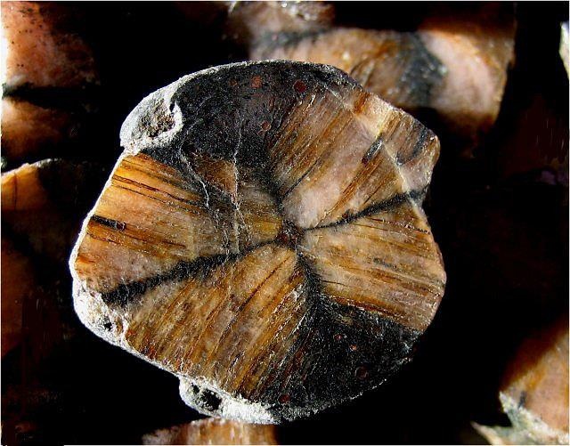 Chiastolite