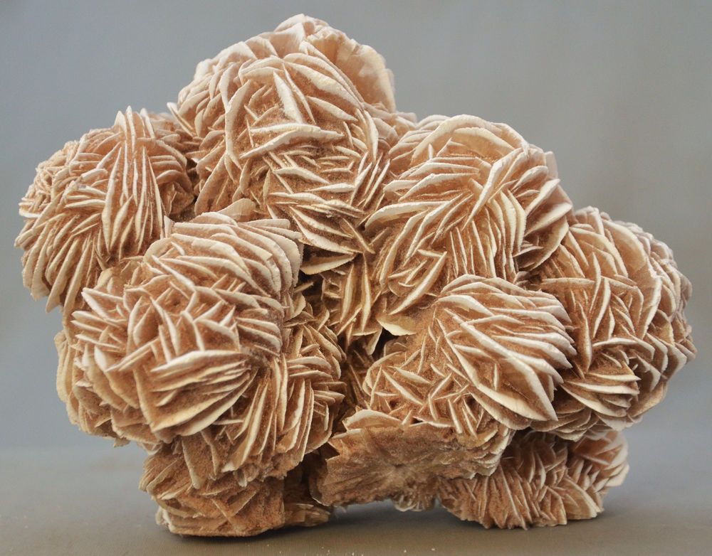 Desert Rose