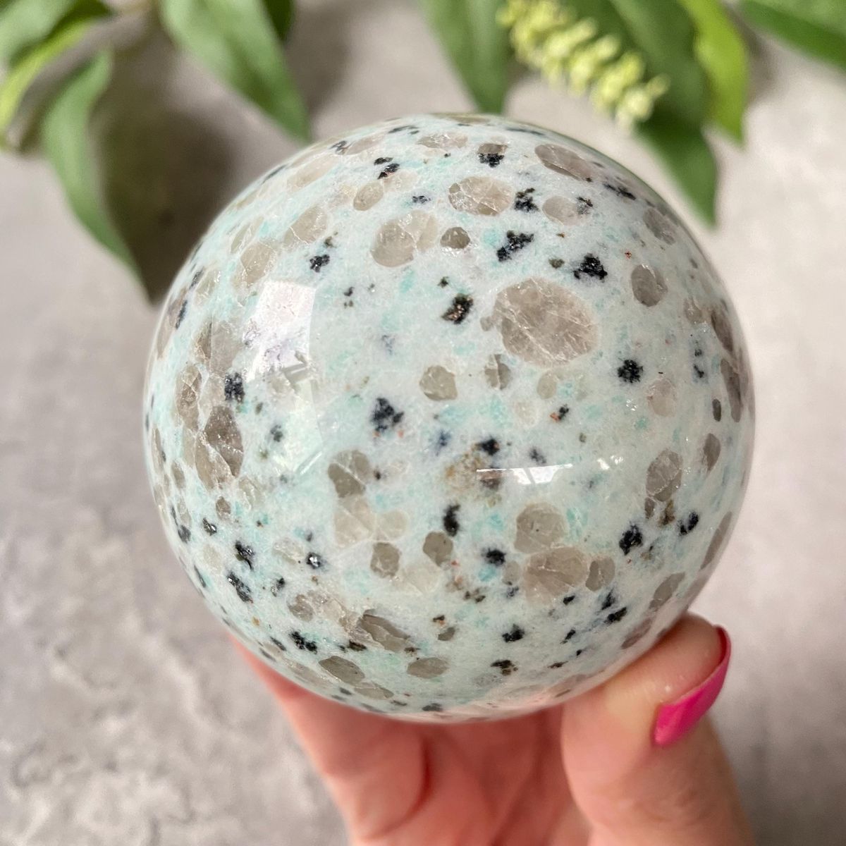 Kiwi Jasper