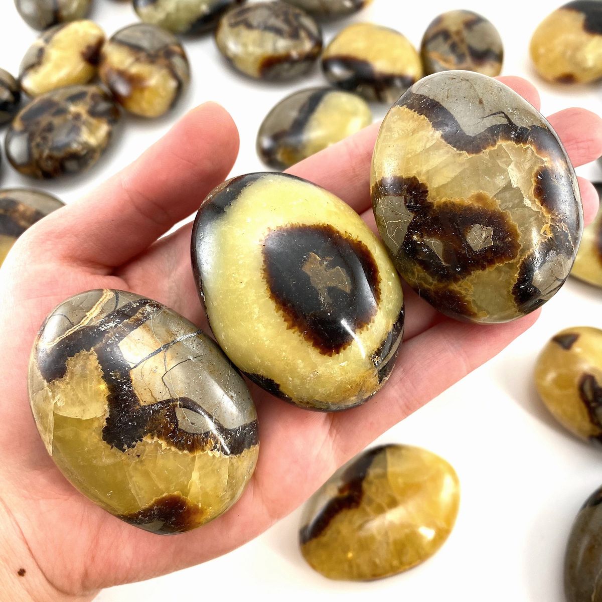 Septarian Palm Stone